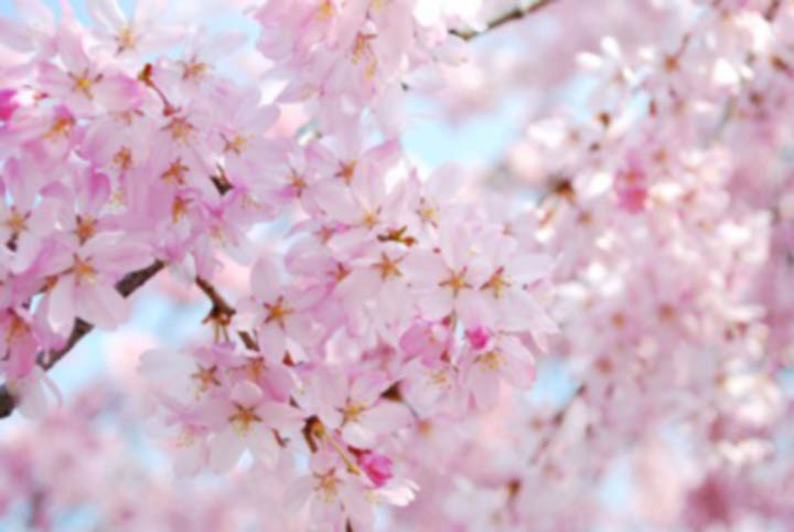 Beautiful flowers on a tree signifying changes.