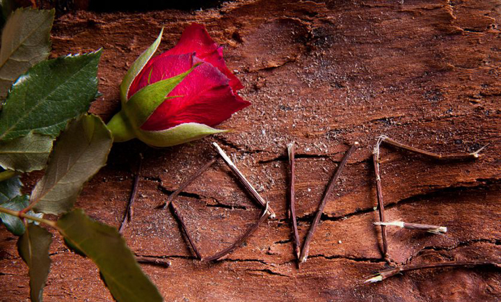 What love really is - symbolized by the word love written with twigs on bark with a red rose.