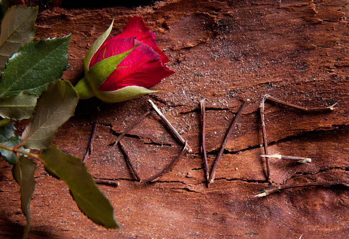 The word love written in twigs against bark with a red rose on top.