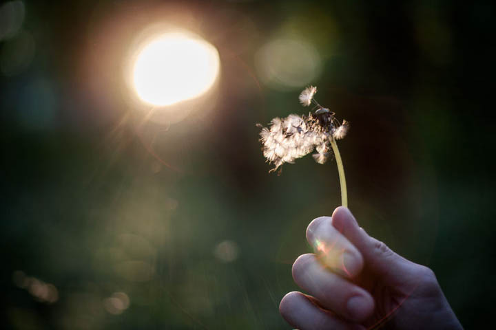 A woman holding a dandelion in her hand blowing it away making a wish, signifying letting go.